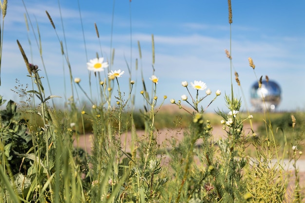 Fiori di prato naturali colorati sul campo in chiaro