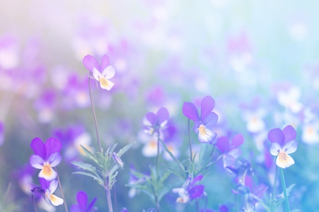 fiori di prato viola e viole gialle tra l'erba