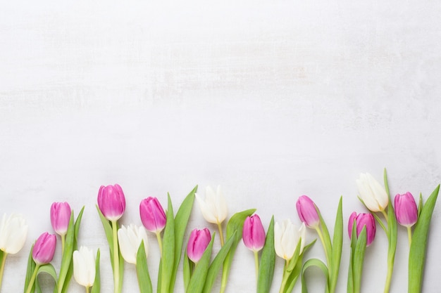 Fiori di primavera, biglietto di auguri, tulipani color pastello su sfondo grigio.