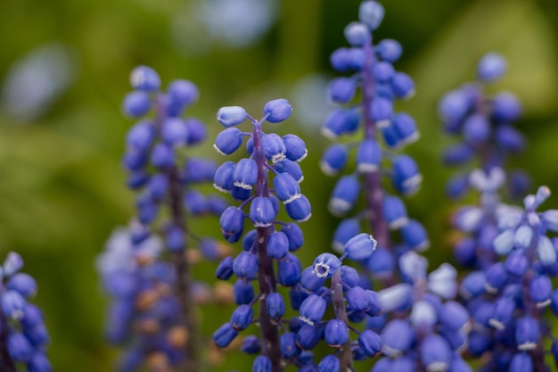 Fiori di primavera Blooming viola muscari primo piano fiore naturale sfondo