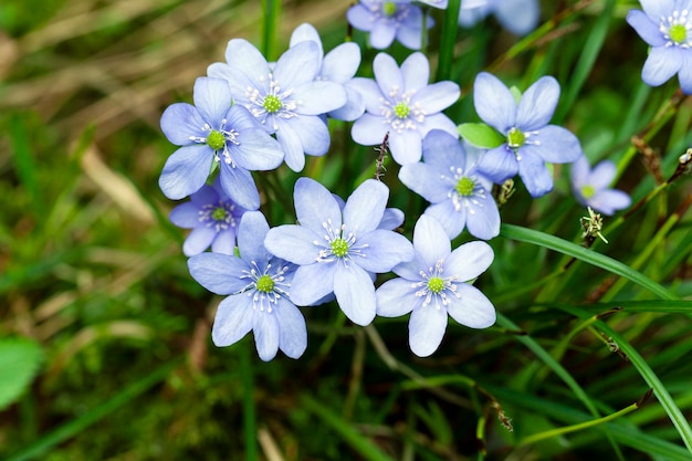 Fiori di primavera blu, fotografati da vicino. primavera