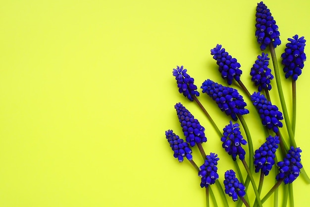 Fiori di primavera blu su sfondo giallo Muscari armeniacum su sfondo giallo Cartolina luminosa congratulazioni Copia spazio natura morta piatta Giacinto d'uva armeno