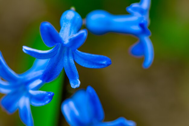 Fiori di primavera blu su sfondo verde. Primo piano dei giacinti, texture.