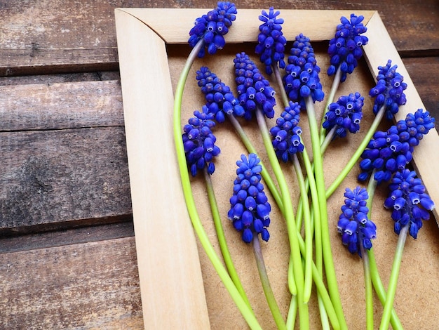 Fiori di primavera blu su una cornice di legno Muscari armeniacum su uno sfondo di legno Cartolina