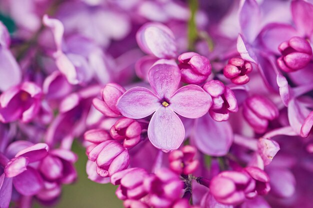 Fiori di primavera che sbocciano fiori lilla