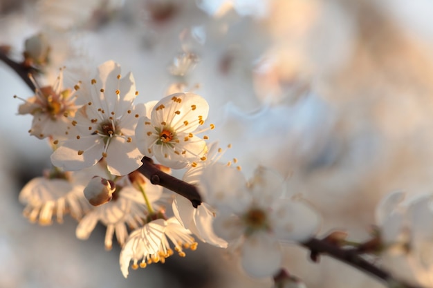 Fiori di primavera che sbocciano su un albero