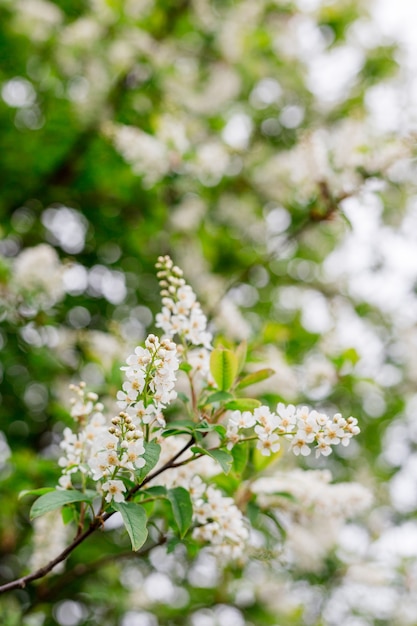 Fiori di primavera, ciliegia di uccello. Prunus avium in fiore con piccoli fiori bianchi, sfondo luminoso della natura