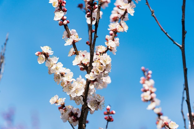 Fiori di primavera con sfondo blu