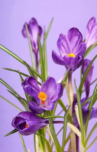 Fiori di primavera crochi su sfondo blu