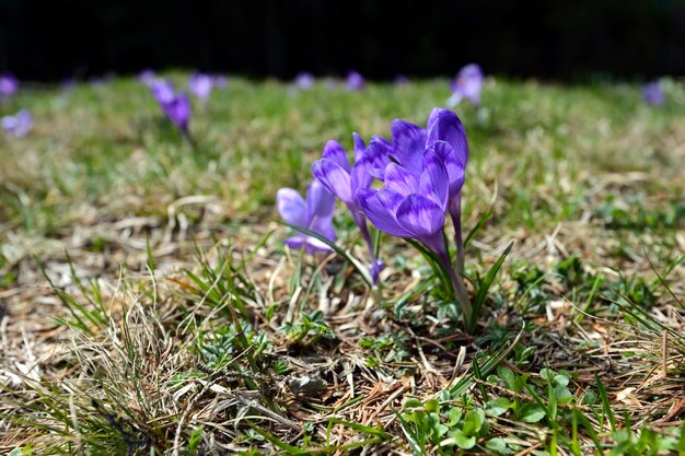 Fiori di primavera del croco su un prato di montagna