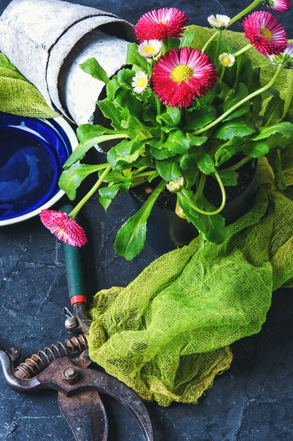 Fiori di primavera e attrezzi da giardino