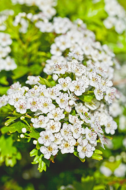 Fiori di primavera e foglie verdi.