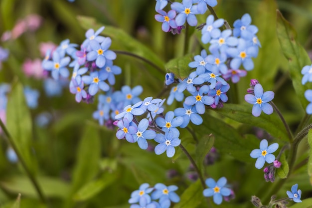 Fiori di primavera fiori blu forgetmenot primo piano fiore naturale sfondo