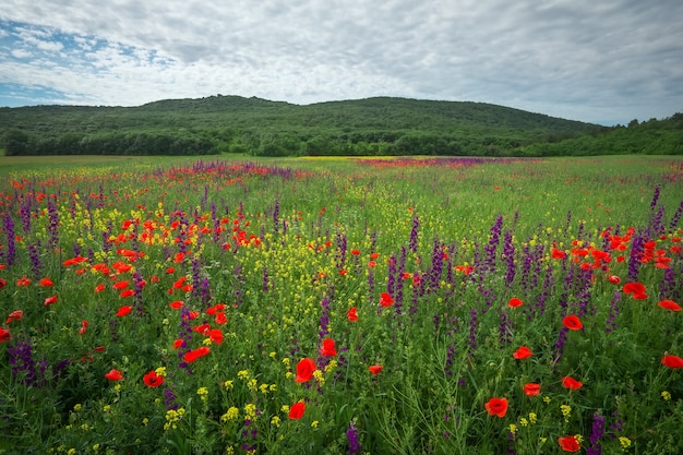 Fiori di primavera in campo. Bel paesaggio. Composizione della natura