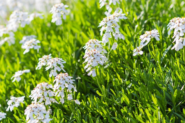 Fiori di primavera in fiore nel