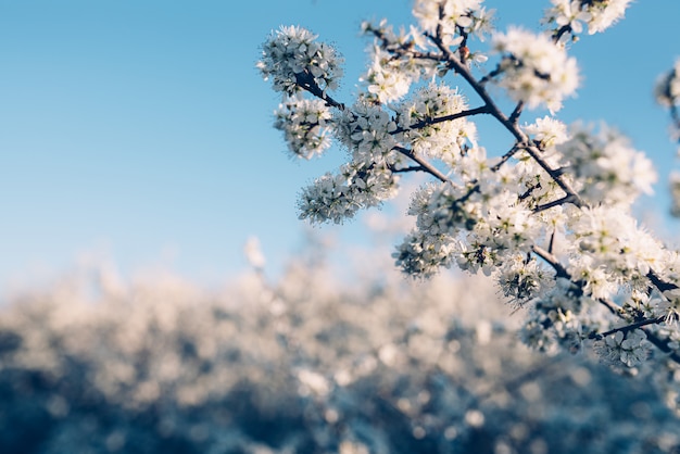 Fiori di primavera in fiore