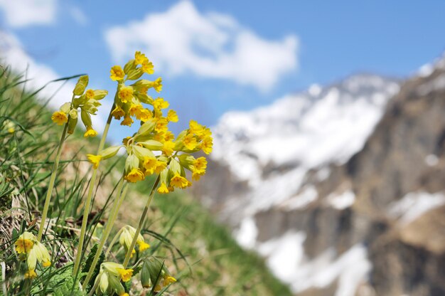 Fiori di primavera in montagna