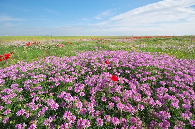 Fiori di primavera in prato