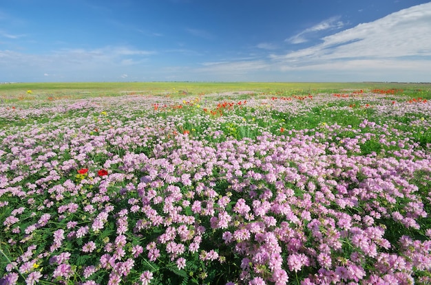 Fiori di primavera in prato