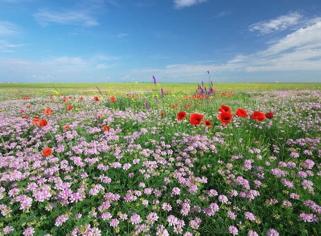 Fiori di primavera in prato