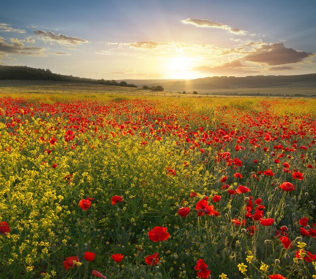 Fiori di primavera in prato