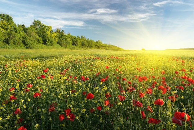 Fiori di primavera in prato