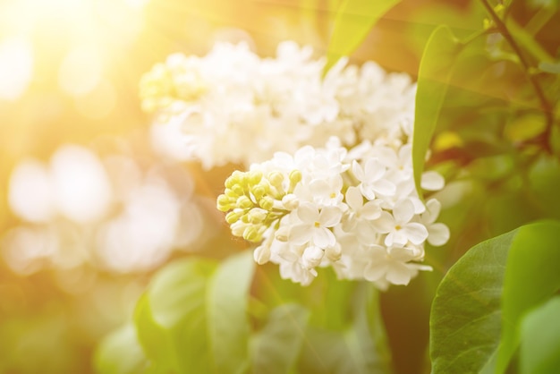 Fiori di primavera lilla bianchi