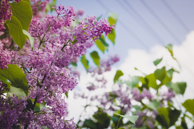 Fiori di primavera lilla