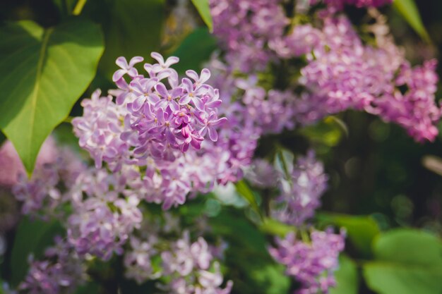 Fiori di primavera lilla