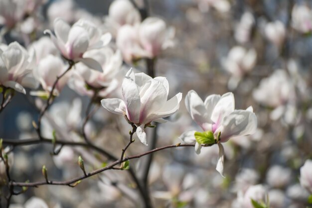 Fiori di primavera magnolia