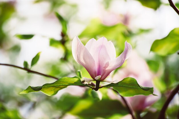 Fiori di primavera magnolia