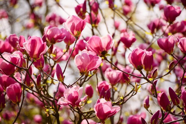 Fiori di primavera magnolia