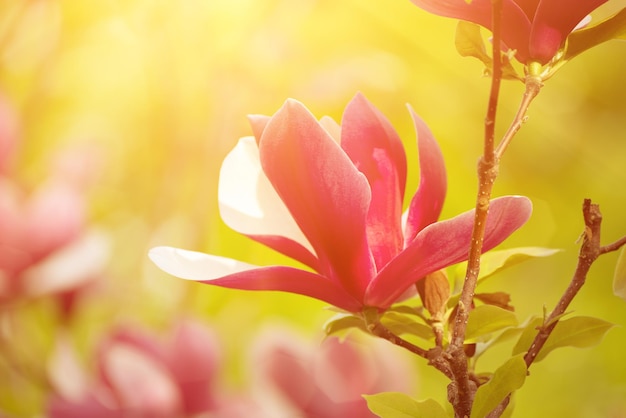 Fiori di primavera magnolia