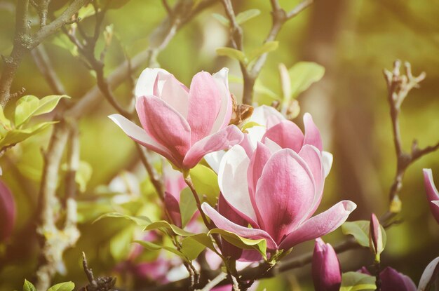 Fiori di primavera magnolia