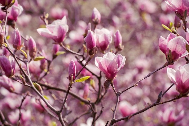 Fiori di primavera magnolia