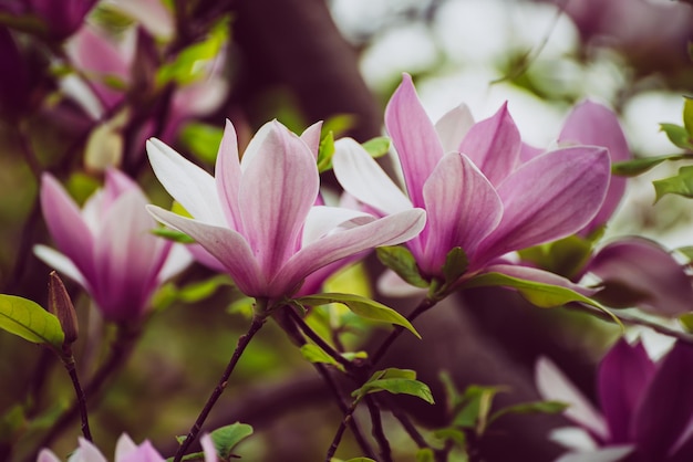 Fiori di primavera magnolia