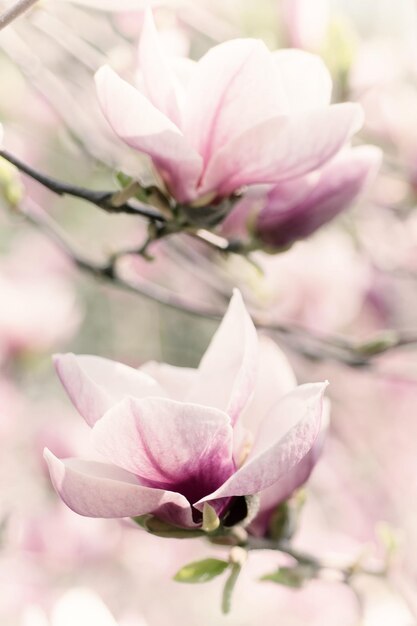 Fiori di primavera magnolia