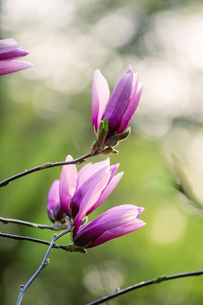 Fiori di primavera magnolia