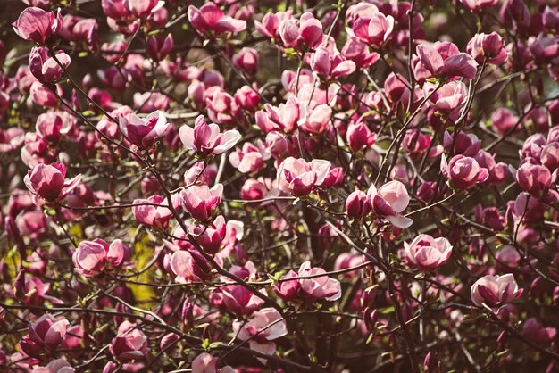 Fiori di primavera magnolia