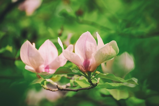 Fiori di primavera magnolia