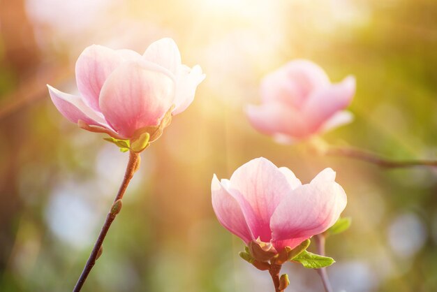 Fiori di primavera magnolia