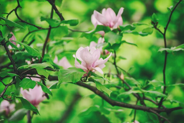 Fiori di primavera magnolia