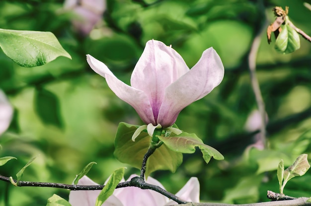 Fiori di primavera magnolia