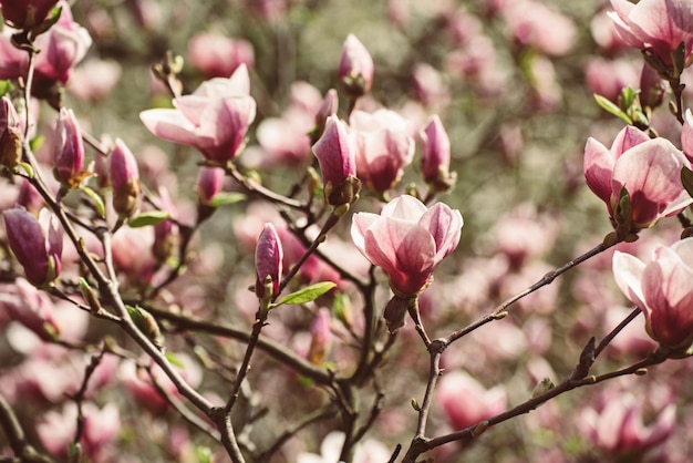 Fiori di primavera magnolia