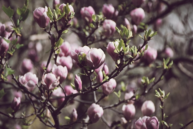 Fiori di primavera magnolia