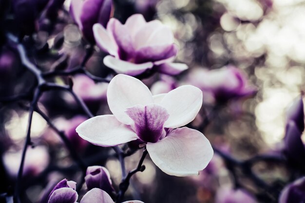 Fiori di primavera magnolia