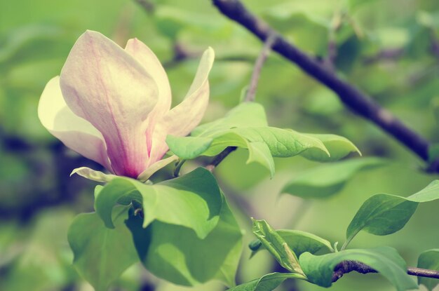 Fiori di primavera magnolia