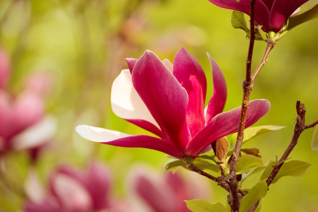 Fiori di primavera magnolia