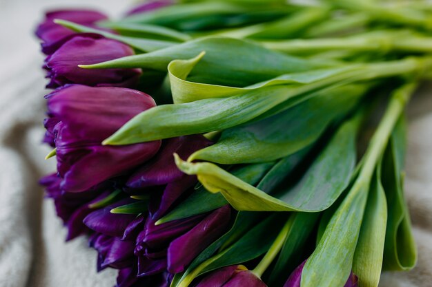 Fiori di primavera, mazzo di tulipani viola sul plaid beige.