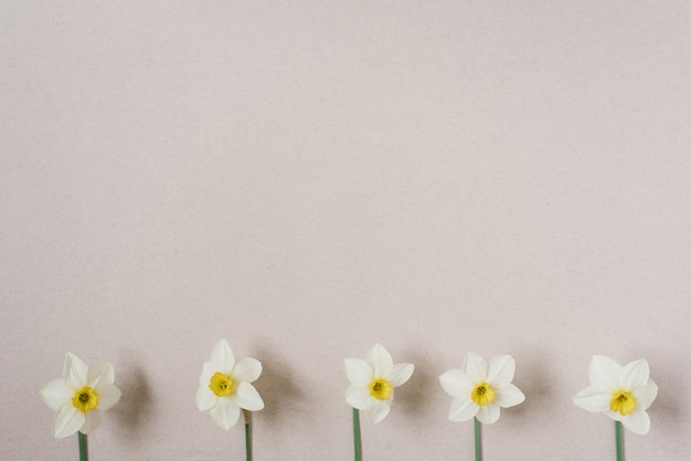 Fiori di primavera. Narciso su fondo beige. Un mazzo di narcisi bianchi. Sfondo floreale. Buona festa della donna, festa della mamma, San Valentino. Disposizione piana, vista dall'alto, copia spazio